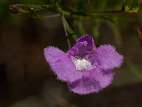 Agalinis homalantha #1